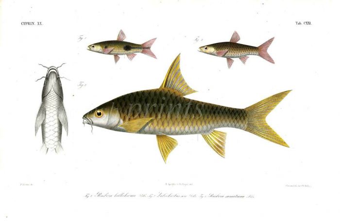 RASBORAS & LABEOBARBUS SORO BARBEL print