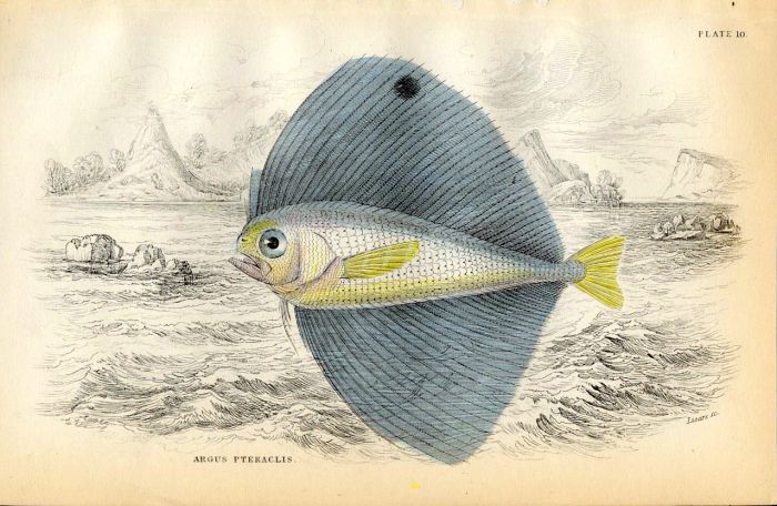 JARDINE/LIZARS - THE  ARGUS PTERACLIS fish print