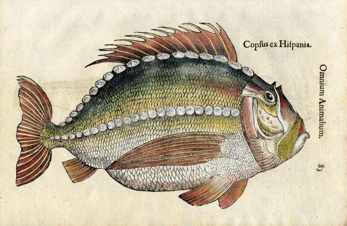 ULISSE ALDROVANDI - THE SEA BREAM woodcut fish print - OMNIUM ANIMALIUM 1642