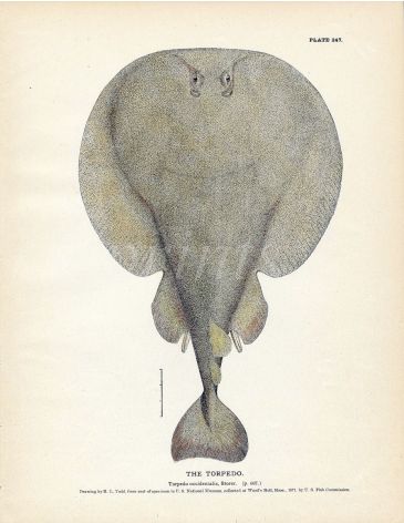 THE TORPEDO RAY fish print