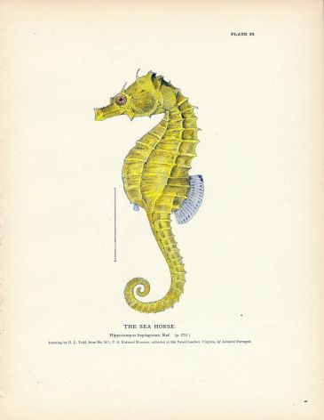 THE SEA HORSE  fish print ( Hippocampus)