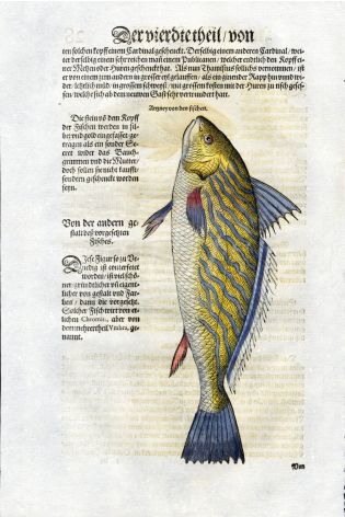 1598 GESNER FISH PRINT - THE CANARY DRUM