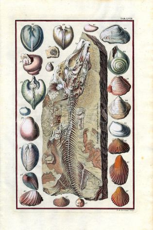 SCHEUCHZER: PHYSICA SACRA FOSSILS TAB LVII - FISH & SHELLS print 1731 - 1735