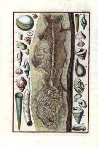 SCHEUCHZER: PHYSICA SACRA FOSSILS TAB LV - FISH & SHELLS print 1731 -1735