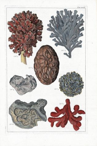 SEBA: MOSS, HORNRACK, SPONGES & CORAL print 1734 -1769