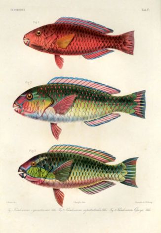 SCAROIDEI - Pseudoscarus cyanotaenia, capistiatoides, Quoyi - PARROTFISH print
