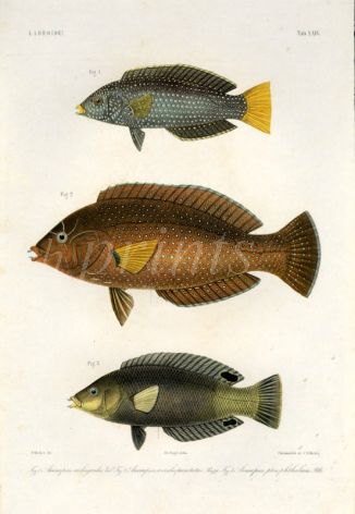LABROIDEI - YELLOWTAIL, BLUESPOTTED, SPOTTED WRASSE print (Anampses meleagrides, Caeruleopunctatus, Pterophthalumus)