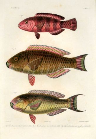  SCAROIDEI -  Pseudoscarus microcheilus,  strongylocephalus - PARROTFISH print