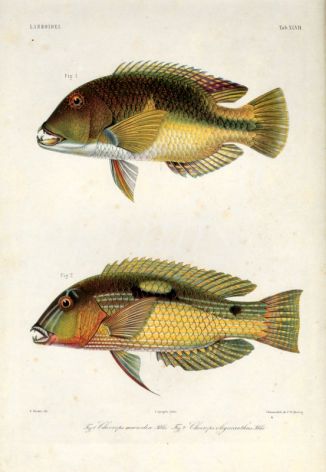 LABROIDEI: ORANGEDOTTED, WHITESPOTTED TUSKFISH print (Choerops macrodon, oligacanthus)