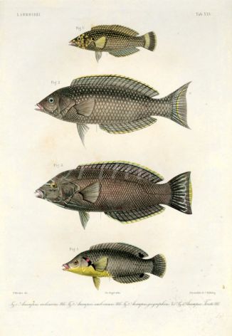 LABROIDEI: WHITE SPOTTED, MARBLE,  GEOGRAPHIC, YELLOW BREASTED WRASSE print (Anampses melanurus, Amboinensis, Geographicus, Twistii)