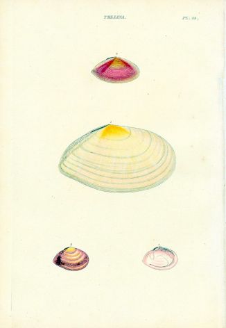 WOOD - CONCHOLOGY: TELLINA - THE THIN & SHARPE EDGE TELLEN shell print 1835