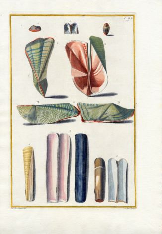 GUALTIERI - CONCHOLOGY: TEREBRATULA & COCHA LONG BRACHIATA SHELL print 1742