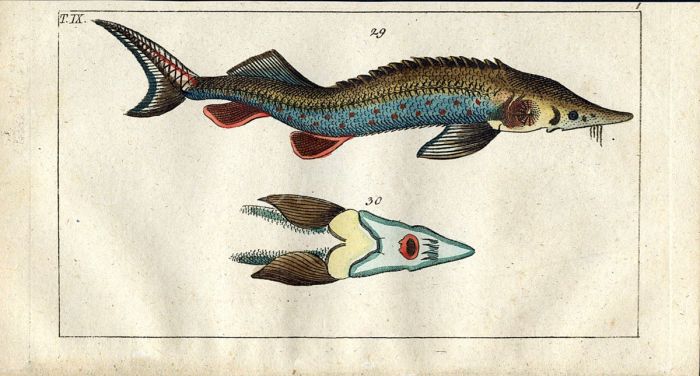 THE STERLET/STURGEON print