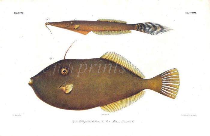 ALUTERUS MONOCEROS - THE UNICORN LEATHERJACKET FILEFISH print