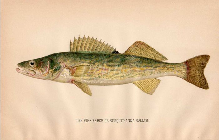 THE PIKE PERCH