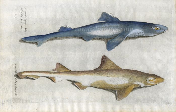 THE DOGFISH SHARK & SMOOTH-HOUND SHARK - Mustelus & Leavis fish print
