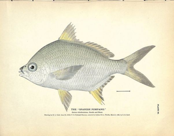 THE SPANISH POMPANO print