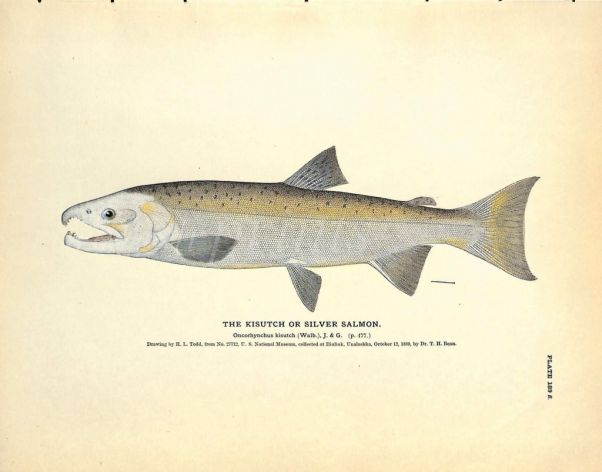 THE KISUTCH OR SILVER SALMON print