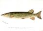 THE MASCALONGE - Lucius Masquinongy) pike print