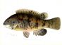 THE TAUTOG print