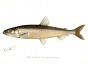 THE SMELT print