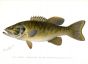 THE SMALL-MOUTHED BASS