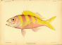YELLOWTAIL SNAPPER print (Apilus Brighami)