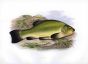 THE TENCH print