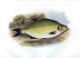 THE COMMON BREAM or BRONZE BREAM print
