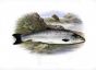THE GRILSE or YOUNG ATLANTIC SALMON print