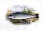 THE SALMON TROUT print