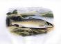  THE GREAT LAKE TROUT print