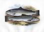 THE SHORT-HEADED & SILVERY SALMON print