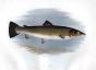 THE BULL TROUT print