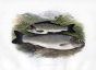 THE BLACK-FINNED TROUT print