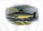 THE LOCH KILLIN CHAR print