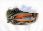 THE TORGOCH or ARCTIC CHAR & ALPINE CHAR print