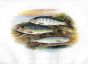 YOUNG TROUT, SALMON PARR & SMELT print
