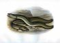 THE SHARP NOSED EEL & BROAD NOSED EEL print
