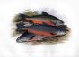 WINDERMERE CHAR, COLE'S CHAR & GRAY CHAR print