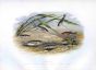 THE STICKLEBACKS print