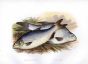 THE POMERANIAN BREAM & WHITE BREAM print