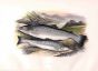 THE SEWEN or SEATROUT print
