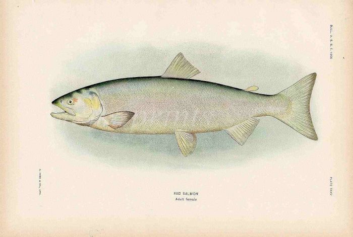 RED SALMON print (adult female)