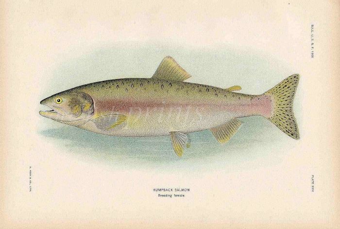 HUMPBACK SALMON print (breeding female)