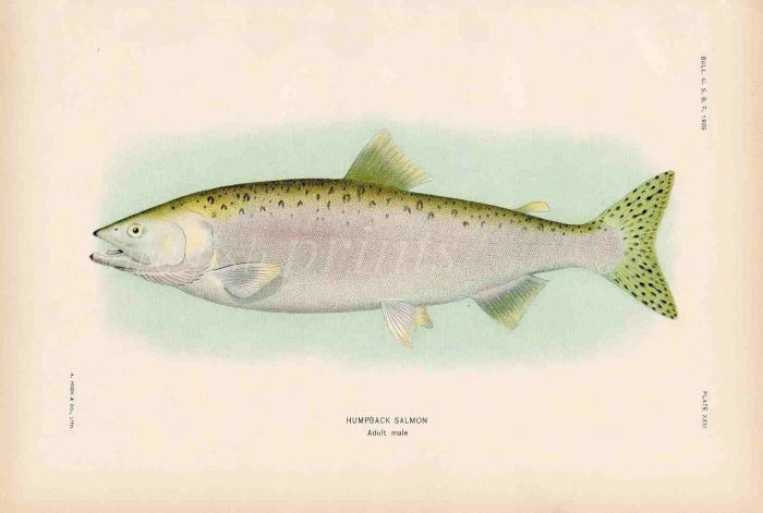 HUMPBACK SALMON print (adult male)