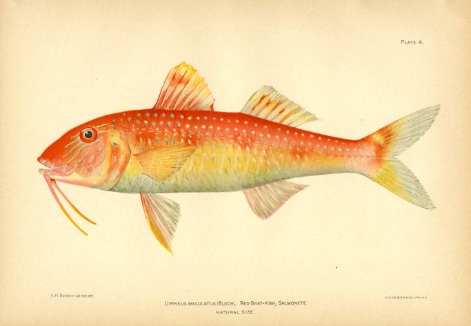 THE RED GOATFISH print