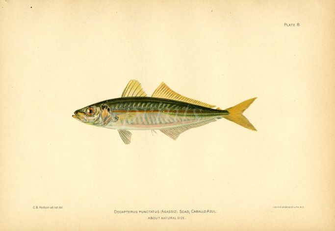 THE SCAD HORSE MACKEREL fish print