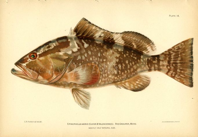 THE RED GROUPER fish print