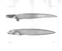 LYCODES & GYMNELIS  - Garman deep sea fish print